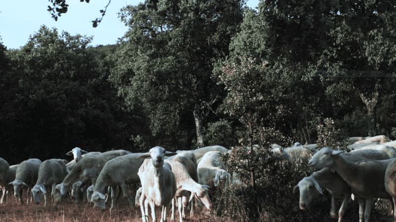 Quesería El Manojar