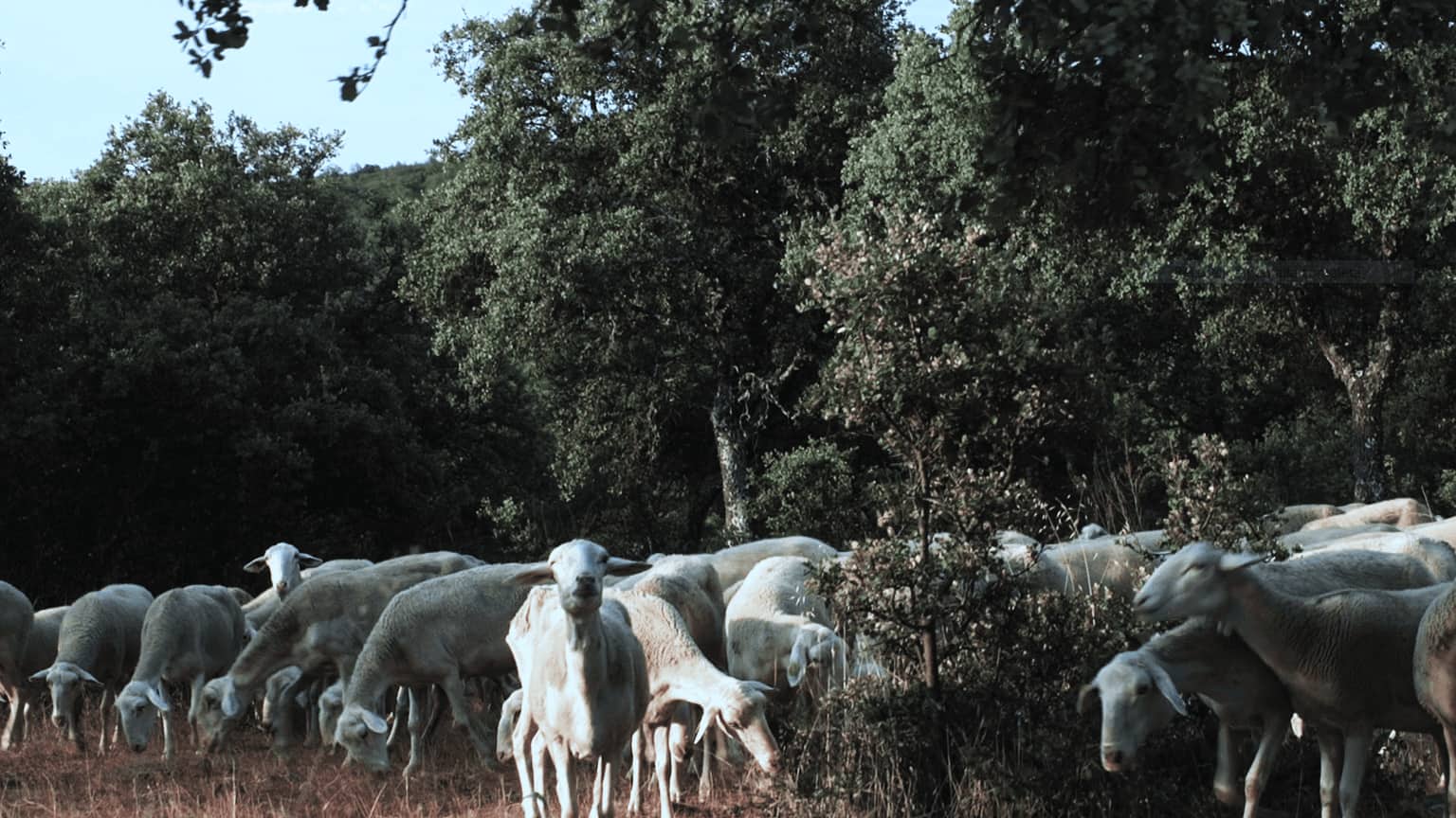 Quesería El Manojar